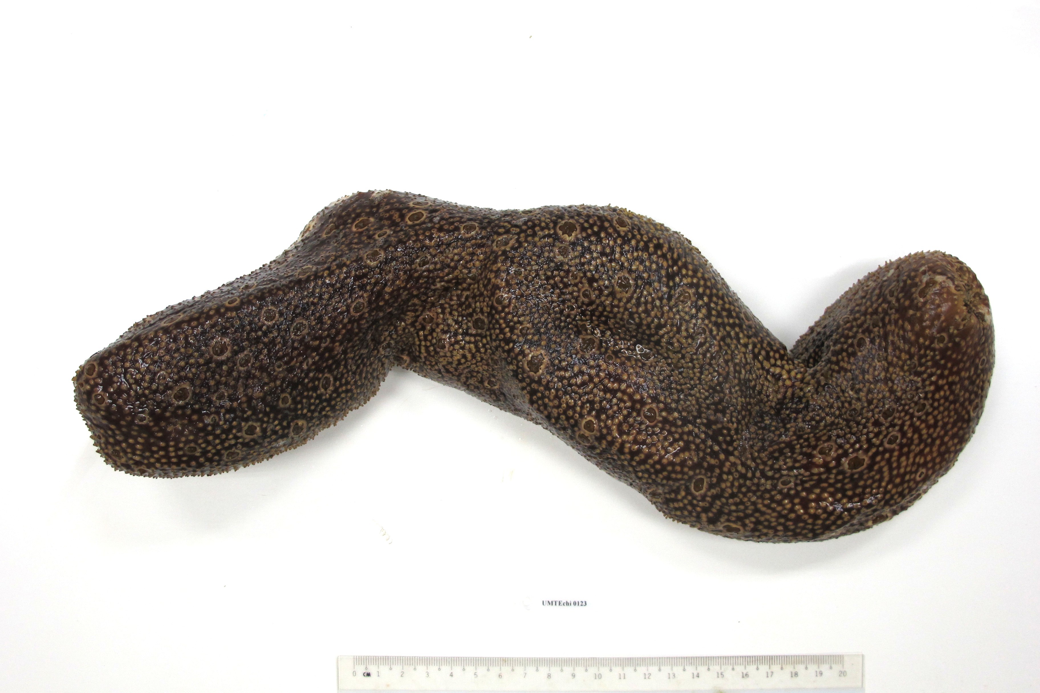 Specimen image